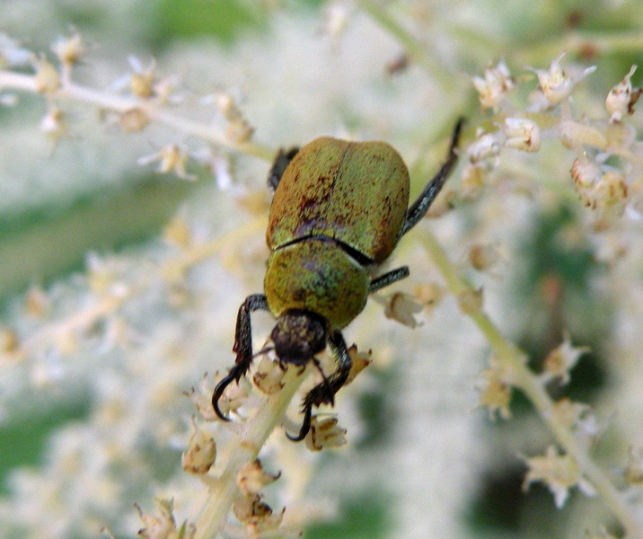 Coleoptera Rutelidae: Hoplia argentea